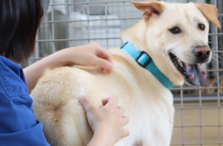 護衛犬品種 護衛犬品種