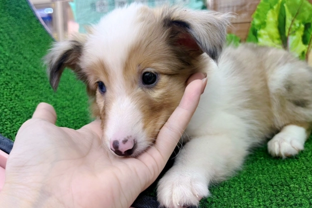 香港喜樂蒂牧羊犬飼養 香港喜樂蒂牧羊犬飼養