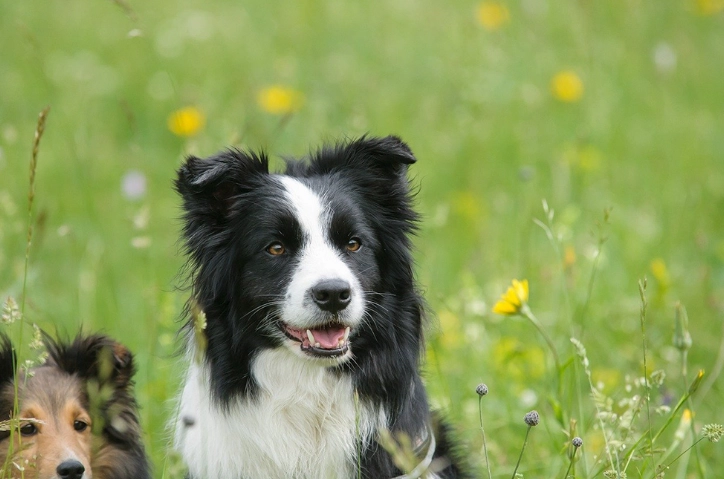 中型犬推薦 中型犬推薦