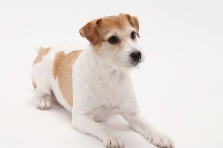 犬種選擇指南 犬種選擇指南