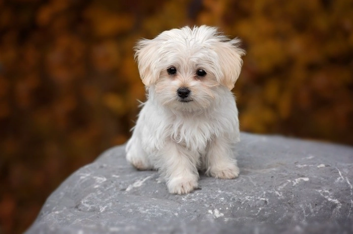 聰明小型犬 聰明小型犬