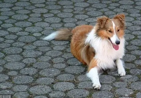 喜樂蒂牧羊犬飼養 喜樂蒂牧羊犬飼養