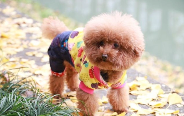 貴賓犬體重標準 貴賓犬體重標準