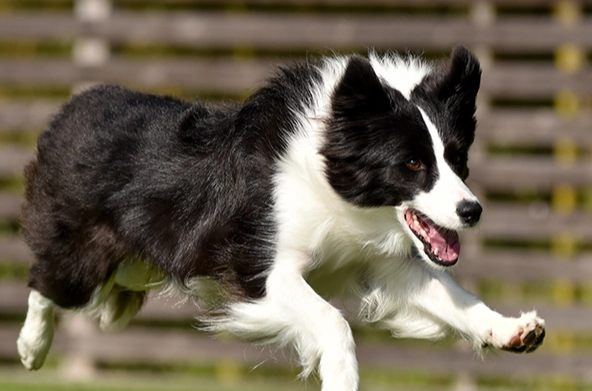 中型犬推薦 中型犬推薦