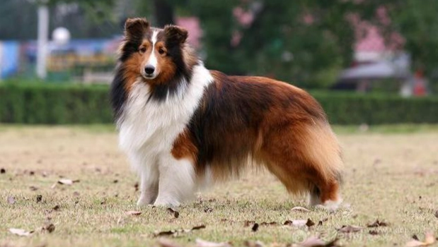 喜樂蒂牧羊犬大小 喜樂蒂牧羊犬大小