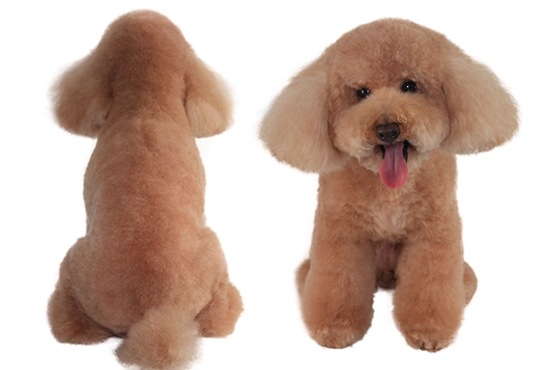 玩具貴賓犬照顧 玩具貴賓犬照顧