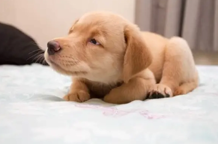 幼犬腸胃保健 幼犬腸胃保健