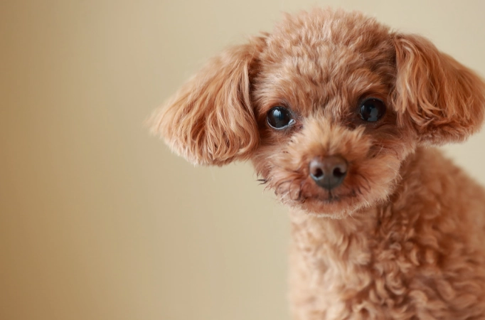 聰明小型犬 聰明小型犬