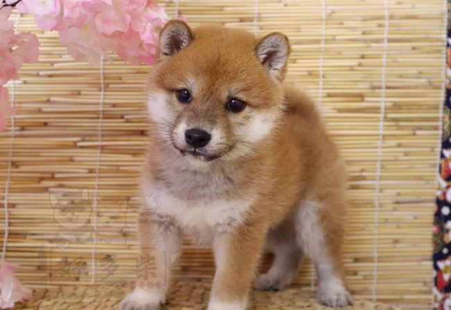 柴犬訓練方法 柴犬訓練方法