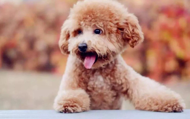 比熊貴賓混種犬 比熊貴賓混種犬