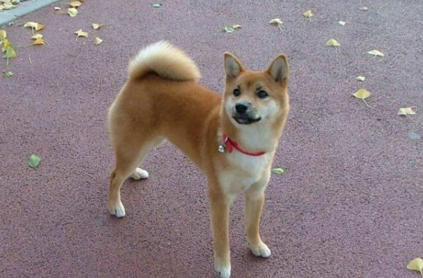 狗狗眼睛發炎症狀 狗狗眼睛發炎症狀