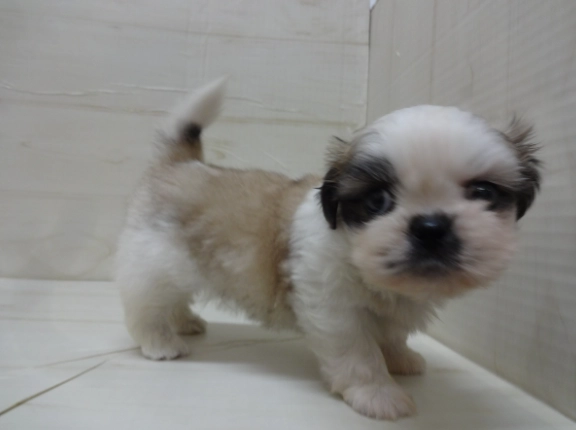 如何讓幼犬不叫 如何讓幼犬不叫