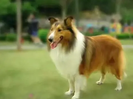 喜樂蒂牧羊犬優缺點 喜樂蒂牧羊犬優缺點
