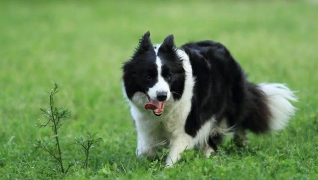 喜樂蒂牧羊犬特點 喜樂蒂牧羊犬特點