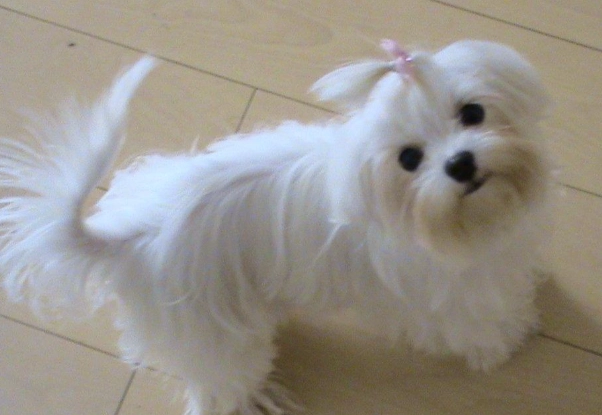 犬種智商比較 犬種智商比較