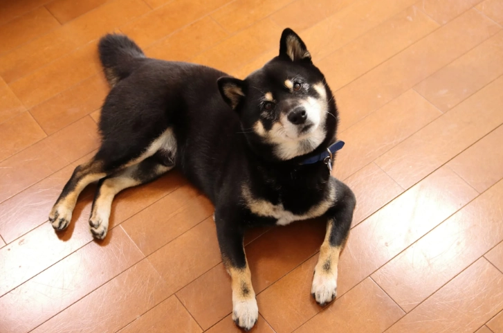 狗狗腹部腫脹 狗狗腹部腫脹