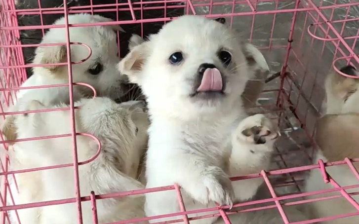 狗狗飼養成本