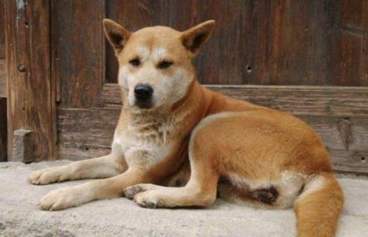 土狗壽命 土狗壽命