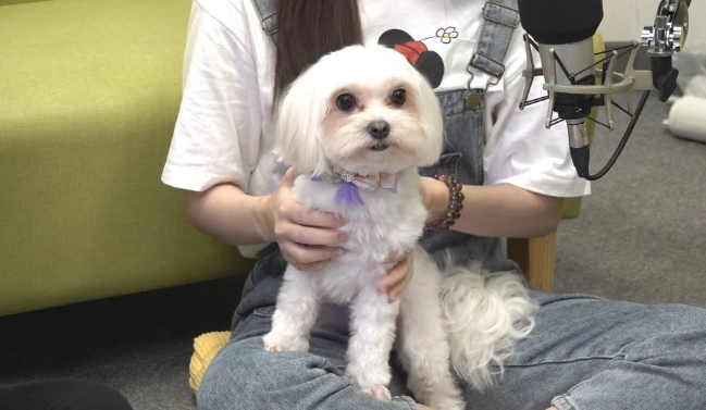馬爾濟斯優缺點 馬爾濟斯優缺點
