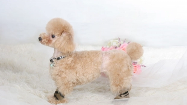 貴賓犬平均壽命 貴賓犬平均壽命
