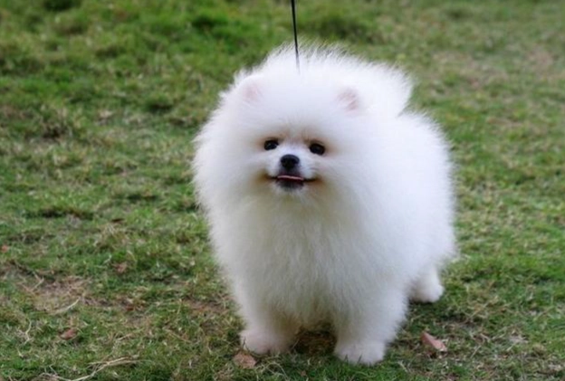 聰明小型犬 聰明小型犬