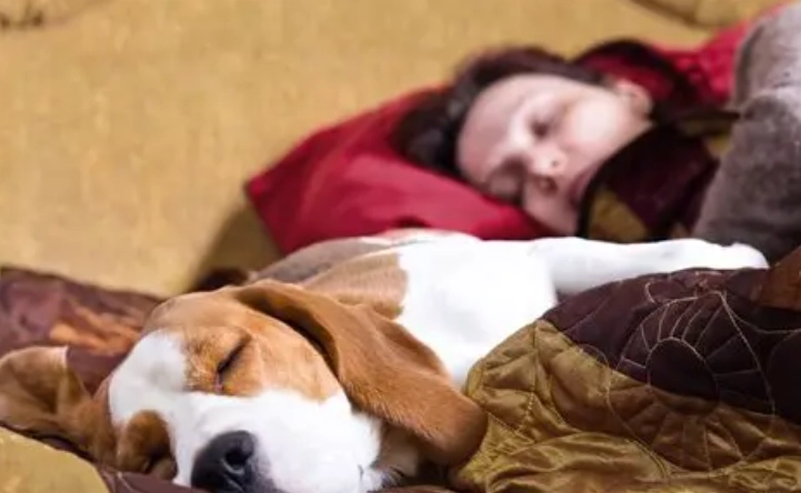 狗狗睡眠行為 狗狗睡眠行為