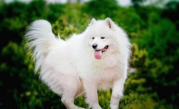 大型犬飼料品牌 大型犬飼料品牌