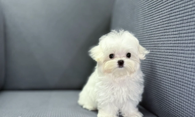 馬爾濟斯犬缺點 馬爾濟斯犬缺點