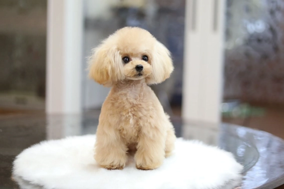 迷你貴賓犬尺寸 迷你貴賓犬尺寸