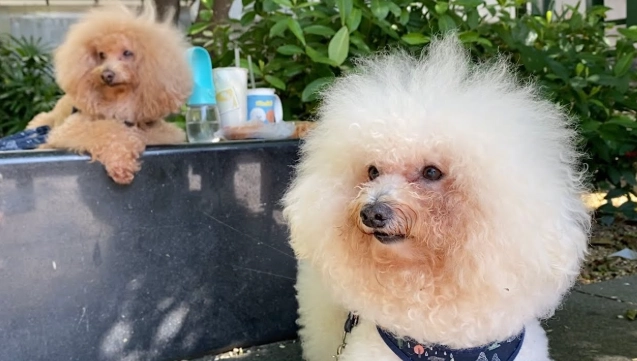 比熊貴賓混種犬 比熊貴賓混種犬