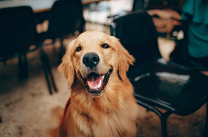 黃金獵犬洗澡頻率 黃金獵犬洗澡頻率