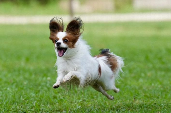 犬種選擇指南 犬種選擇指南