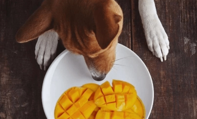 狗狗零食芒果乾 狗狗零食芒果乾
