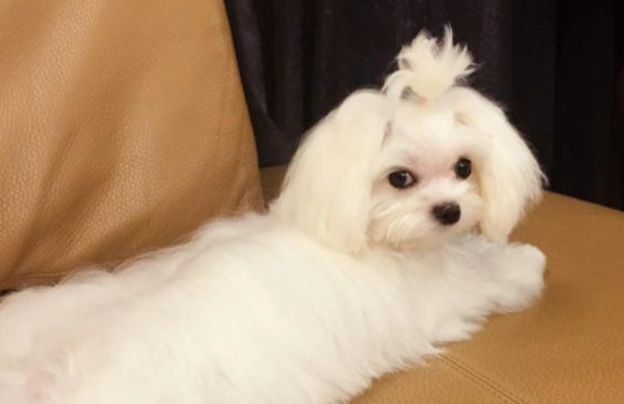 馬爾濟斯犬飼養 馬爾濟斯犬飼養