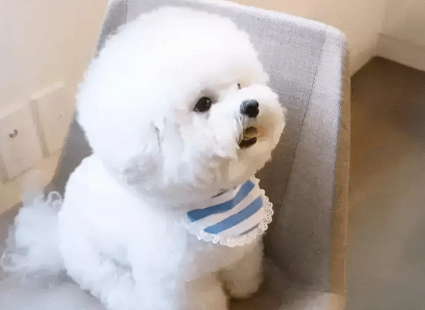 比熊犬缺點 比熊犬缺點