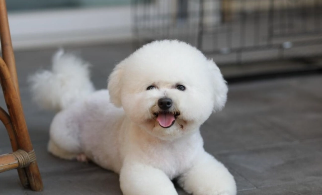 比熊犬掉毛 比熊犬掉毛