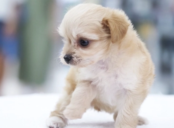 幼犬叫聲原因 幼犬叫聲原因