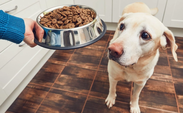 狗飼料推薦 狗飼料推薦