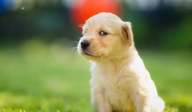 犬類智商測試 犬類智商測試
