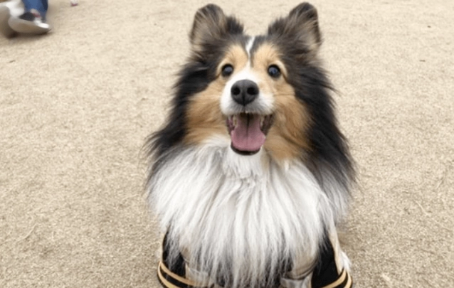 中型犬食量 中型犬食量