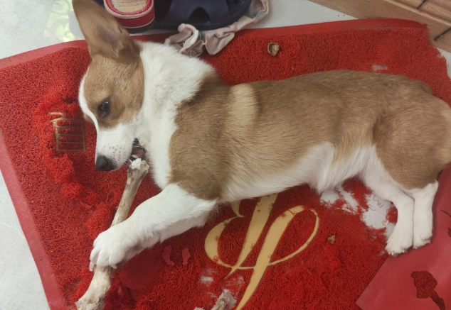 狗狗吃蝦頭安全嗎 狗狗吃蝦頭安全嗎
