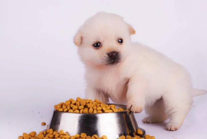 狗狗飼養成本