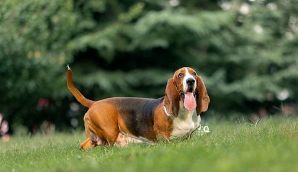 大型犬壽命 大型犬壽命