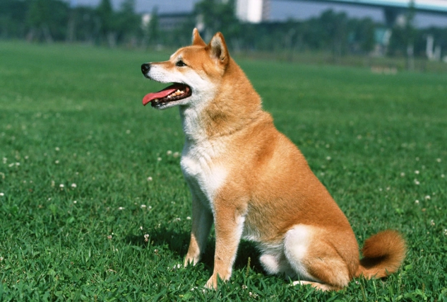 柴犬聰明嗎 柴犬聰明嗎