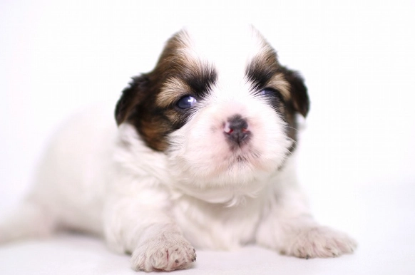 如何讓幼犬不叫 如何讓幼犬不叫
