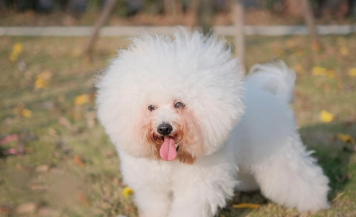 比熊犬飼養困難 比熊犬飼養困難