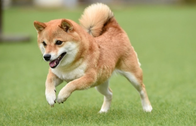 中型犬食量 中型犬食量