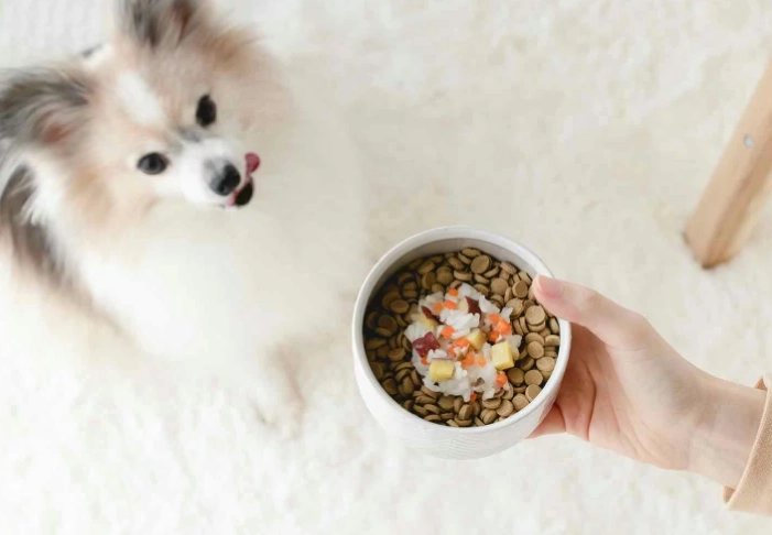 狗狗可以吃蛋撻嗎 狗狗可以吃蛋撻嗎