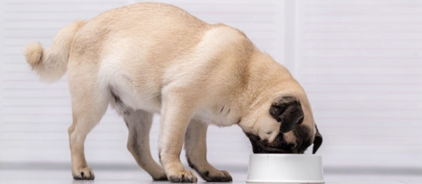 老年犬食慾不振 老年犬食慾不振