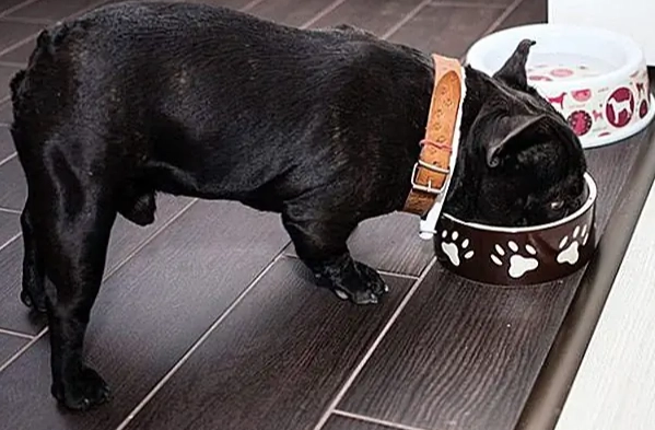 老狗厭食